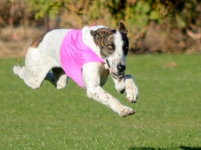 A Magyar Agár running a lure coursing field at full stretch, all four feet off the ground